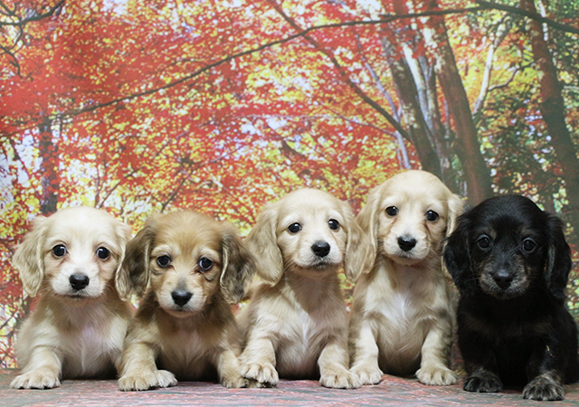 ブリーダーヒストリー