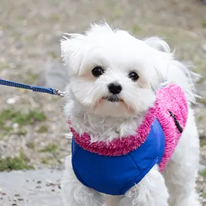 ライチくん（マルチーズ）