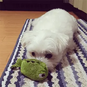 ライチくん（マルチーズ）