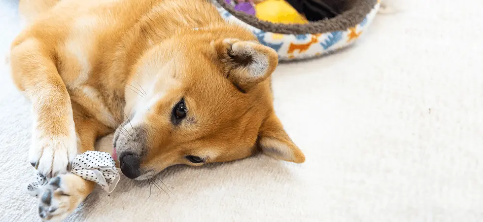 修平くん（豆柴）