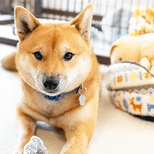 修平くん（豆柴）