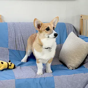 かのんちゃん（ウェルシュ・コーギー・ペンブローク）