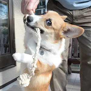 かのんちゃん（ウェルシュ・コーギー・ペンブローク）