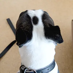 豆の介くん（ボストンテリア）