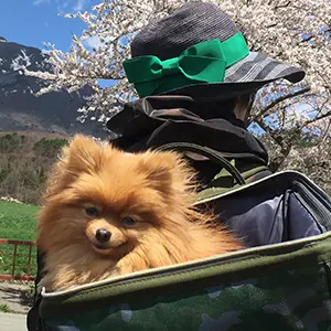 レオくん（ポメラニアン）