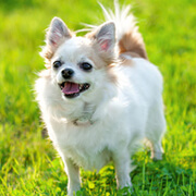 チワワ ロング の子犬を探す 専門ブリーダー直販の子犬販売 みんなのブリーダー チワワ ロング の子犬を探す 専門ブリーダー直販の子犬販売 みんなのブリーダー