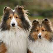 グループ 1g 牧羊犬 牧畜犬 から子犬 ブリーダーを探す みんなのブリーダー
