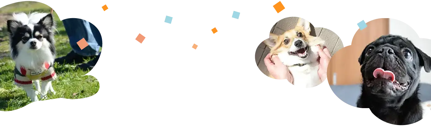 ハッピーライフの記事のワンちゃん等の写真