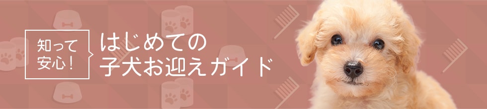 知って安心！初めての子犬お迎えガイド