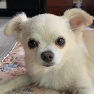 お客様のペットの写真