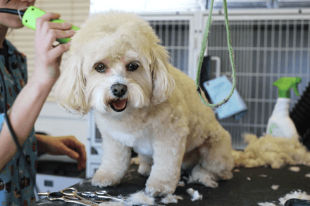 知っておきたい子犬の基礎知識 カット トリミング について みんなのブリーダー