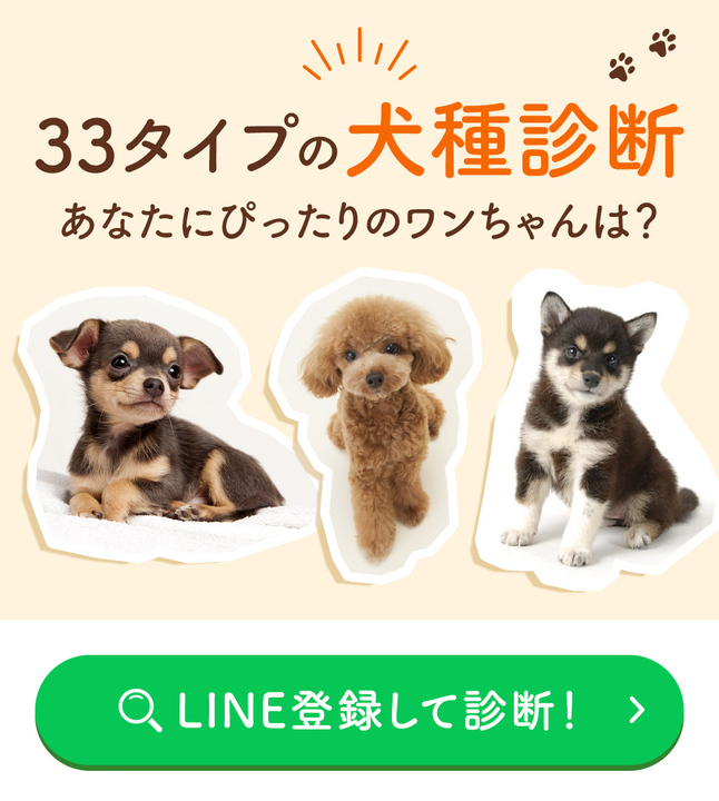 在庫SALE【完全版】かわいい仔犬 在庫SALE【完全版】かわいい仔犬