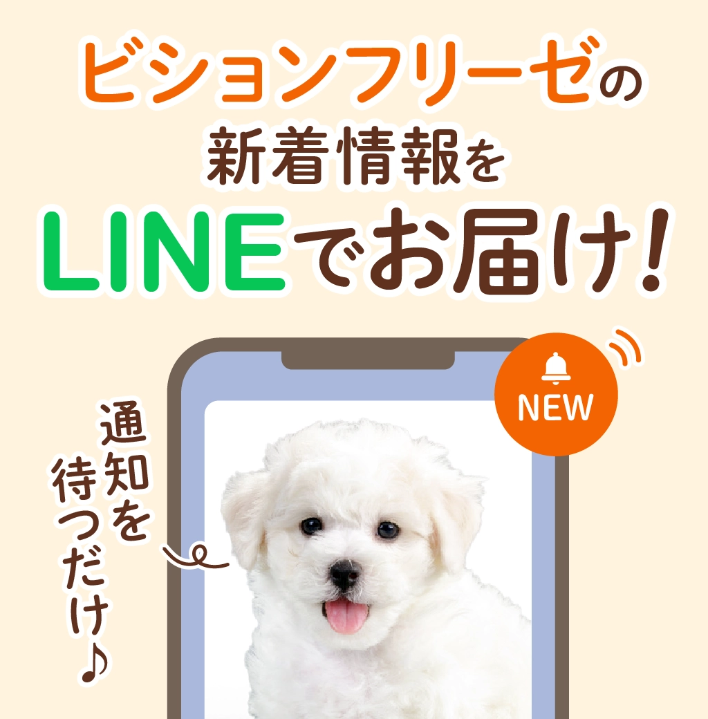 ビションフリーゼの子犬を探す｜ブリーダー直販の子犬販売【みんなの