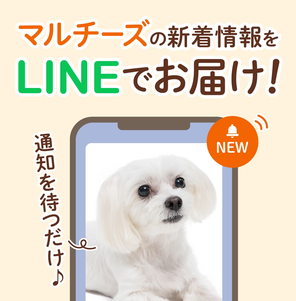 マルチーズの子犬を探す｜ブリーダー直販の子犬販売【みんなのブリーダー】