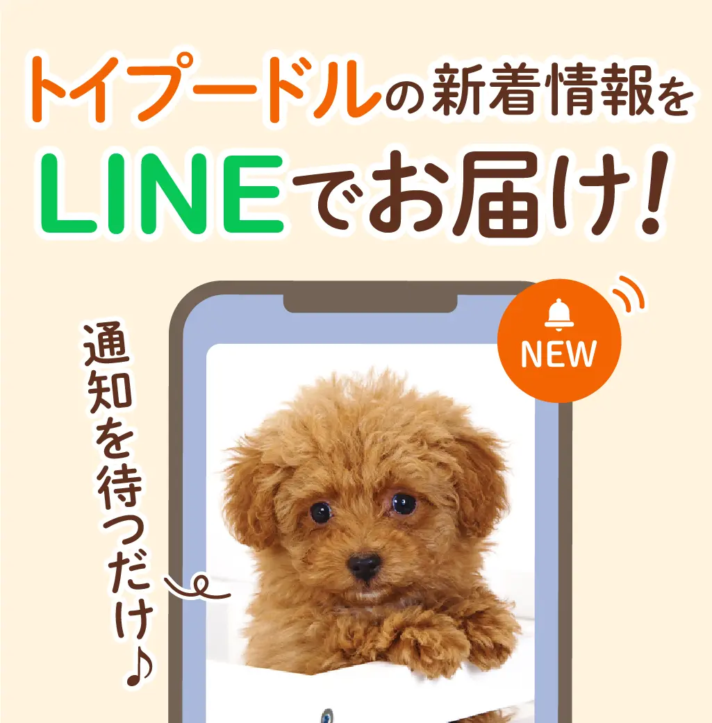 ティーカッププードルの子犬を探す｜ブリーダー直販の子犬販売