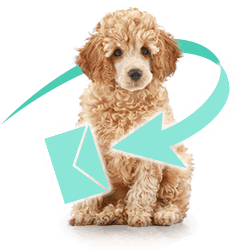 新着子犬お知らせメールサービス みんなのブリーダー