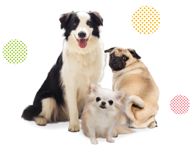 愛犬との豊かなペットライフのイメージ