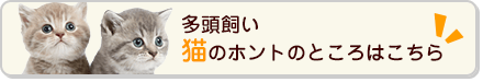 多頭飼い 猫のホントのところはこちら