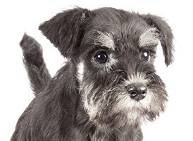 人気の犬種・犬の種類から子犬を探す 10位：ミニチュアシュナウザー