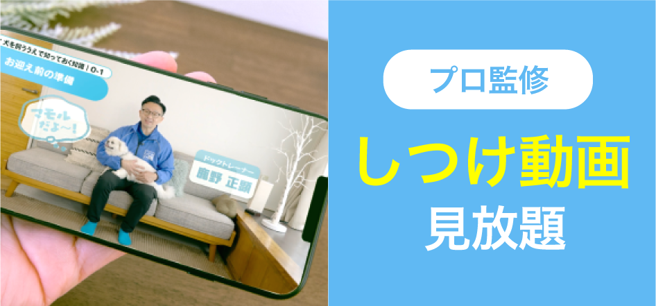 プロ監修 しつけ動画 見放題