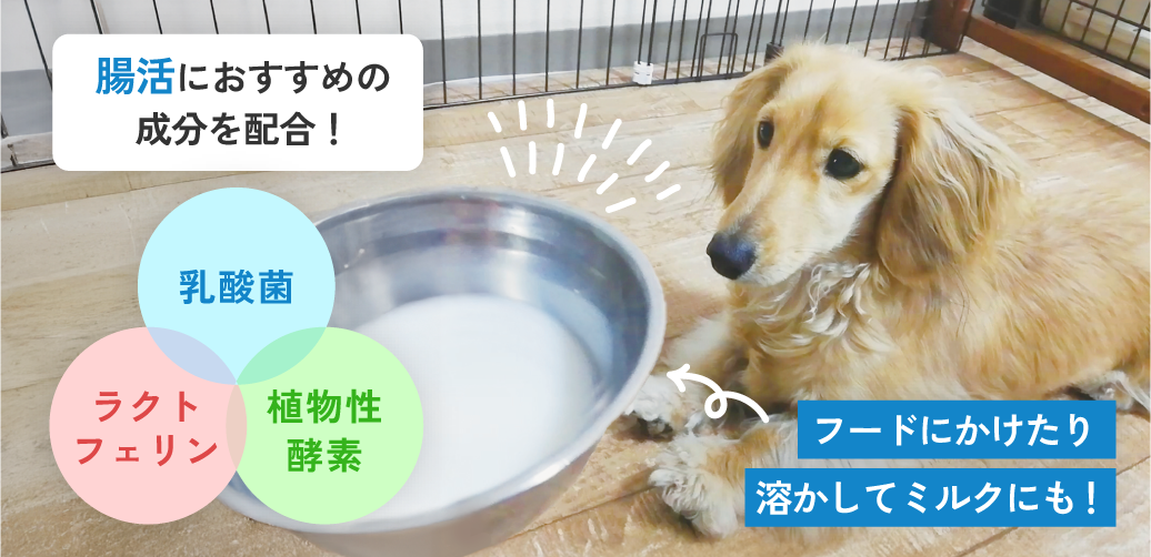 乳酸菌ミルクサプリ紹介