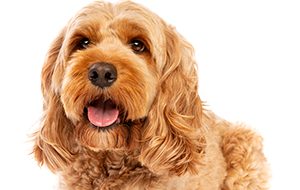 コッカプー(アメリカンコッカースパニエル×トイプードル)の子犬