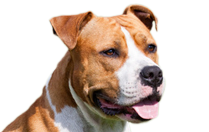 アメリカンスタッフォードシャーテリアの子犬