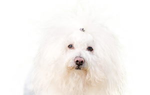 ボロニーズの子犬