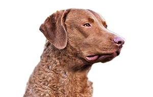 チェサピークベイレトリバーの子犬