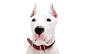 ドゴ・アルヘンティーノの子犬