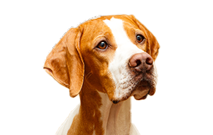 イングリッシュポインターの子犬