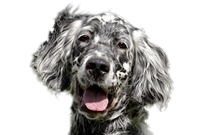 イングリッシュセッターの子犬