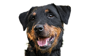ジャーマンハンティングテリアの子犬