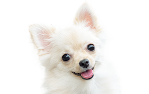 ポメチワ(ポメラニアン×チワワ)の子犬