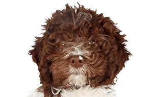 ロマーニャ・ウォーター・ドッグの子犬