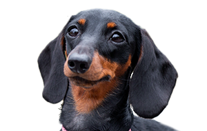 カニンヘンダックスフンド(スムース)の子犬