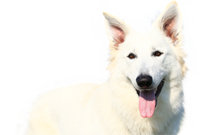 ホワイト・シェパードの子犬