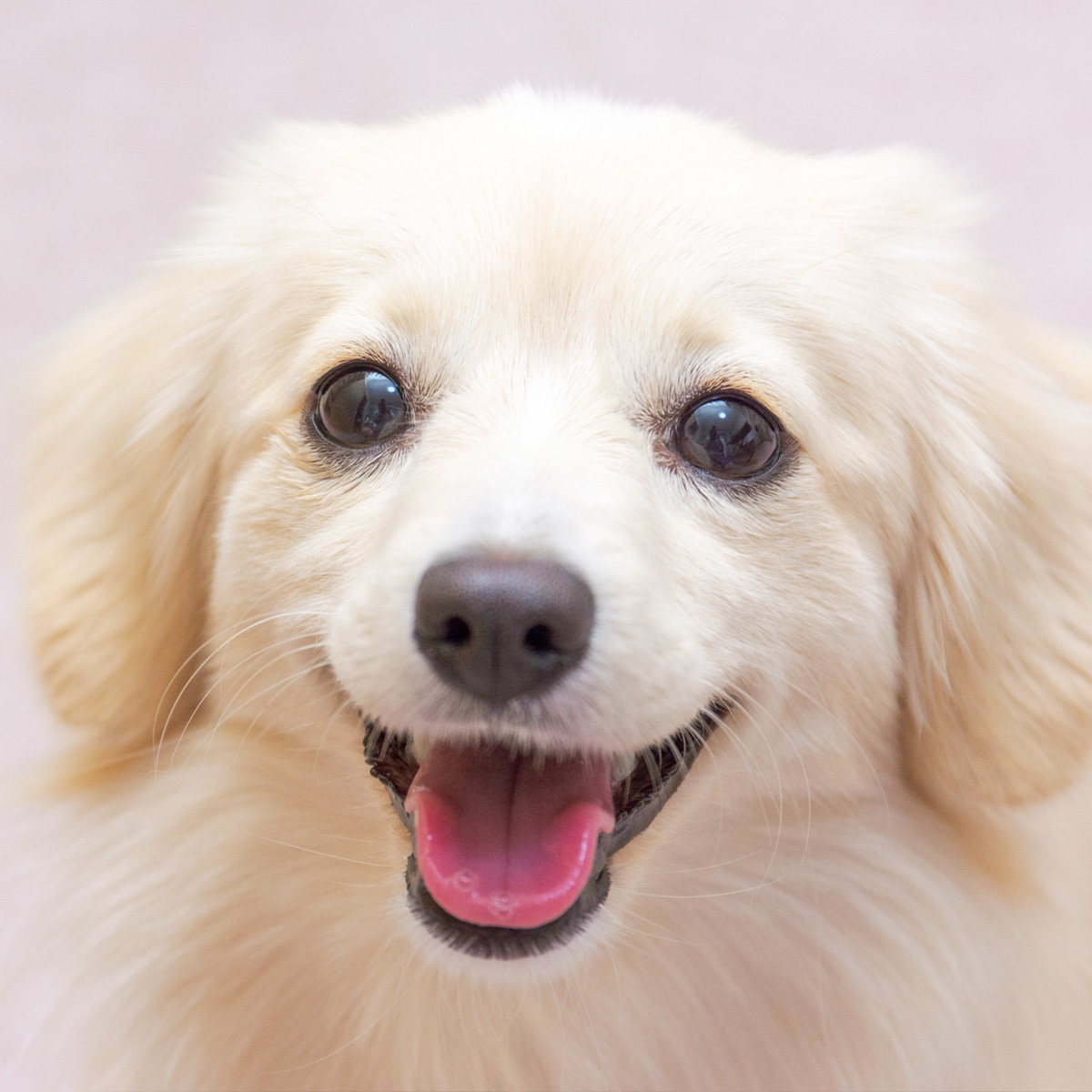 愛知県のポメックス(ポメラニアン×ダックスフンド)の子犬を探す