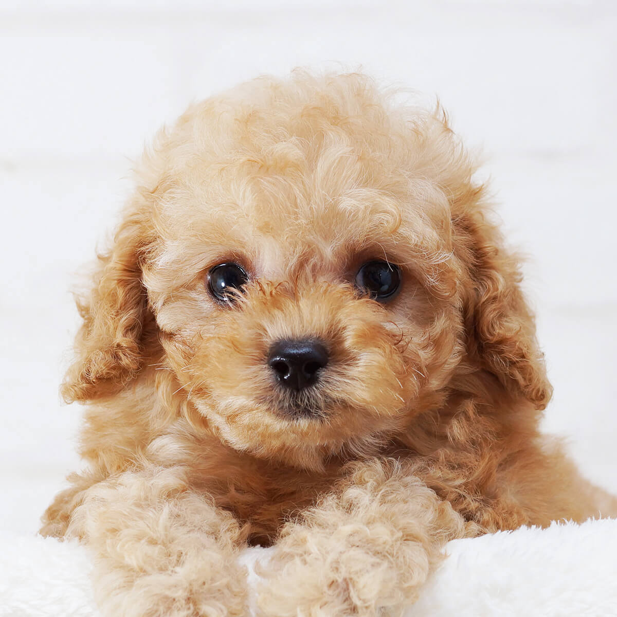タイニープードルの子犬を探す 専門ブリーダー直販の子犬販売 みんなのブリーダー タイニープードルの子犬を探す 専門ブリーダー直販の子犬販売 みんなのブリーダー