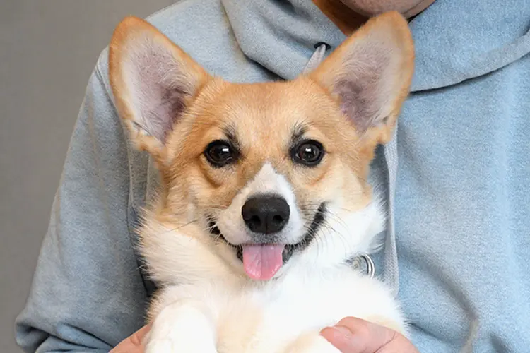 愛犬のケルピーの男，お嫁さんを募集 愛犬のケルピーの男，お嫁さんを募集