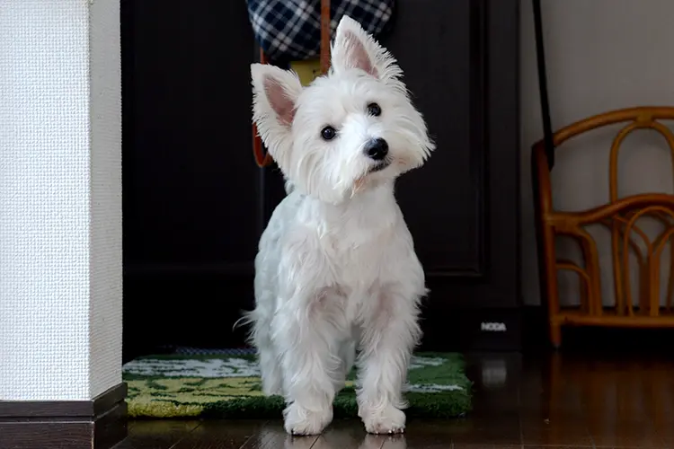 みんなのブリーダー｜【取材記】子犬お迎え後のハッピーライフ | も